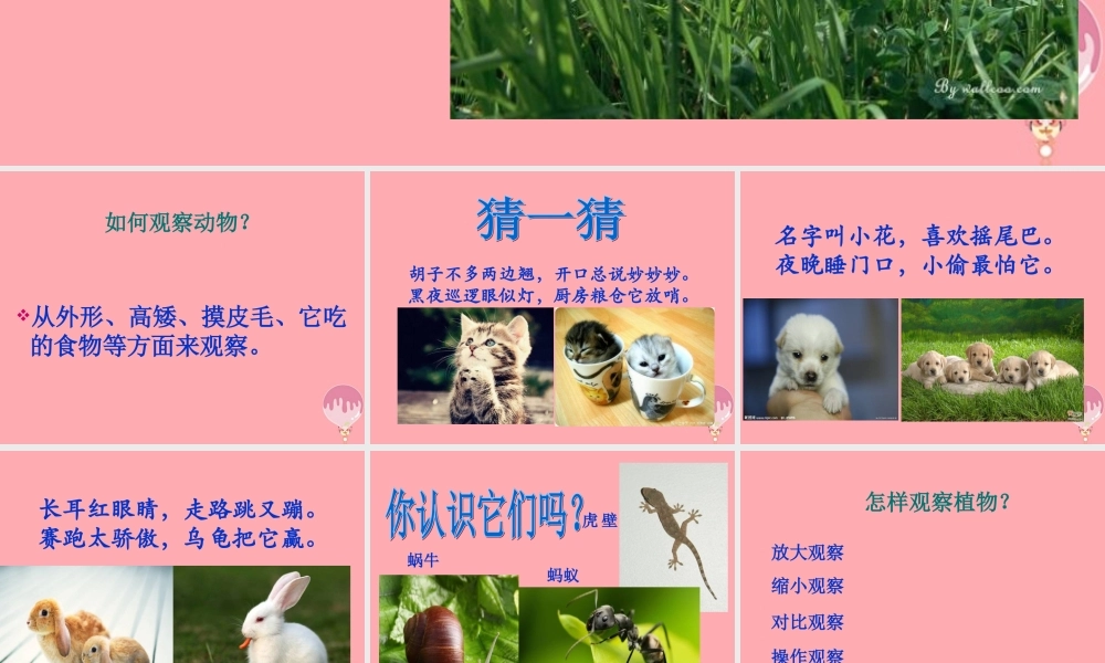 三年级科学上册 1.3 我们周围的动植物课件3 青岛版五四制-青岛版小学三年级上册自然科学课件