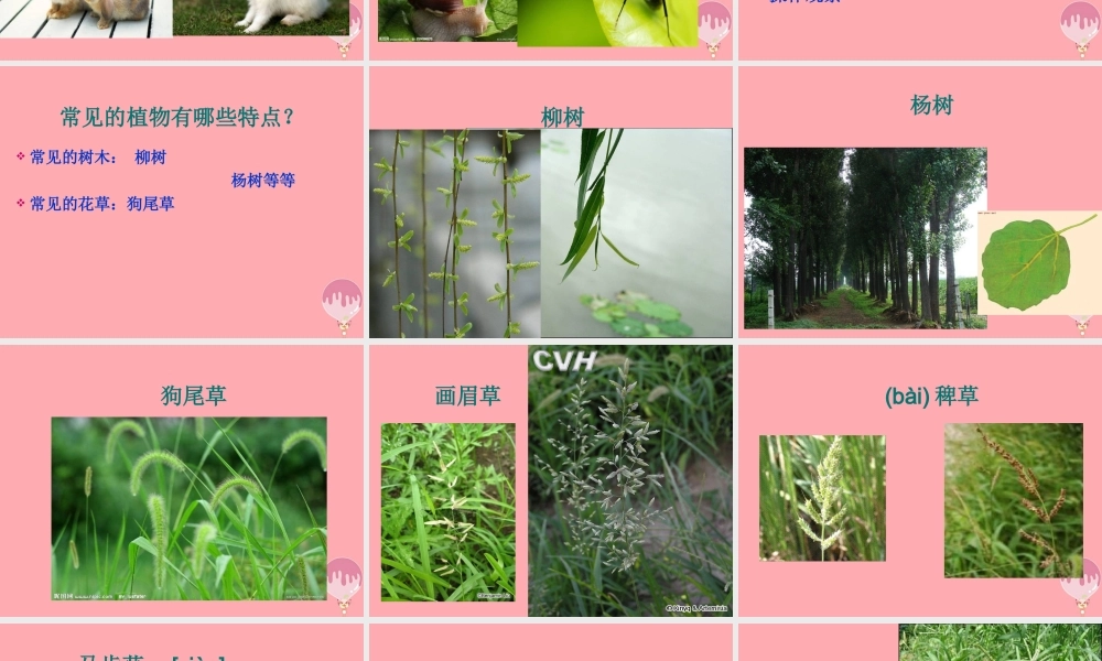 三年级科学上册 1.3 我们周围的动植物课件3 青岛版五四制-青岛版小学三年级上册自然科学课件