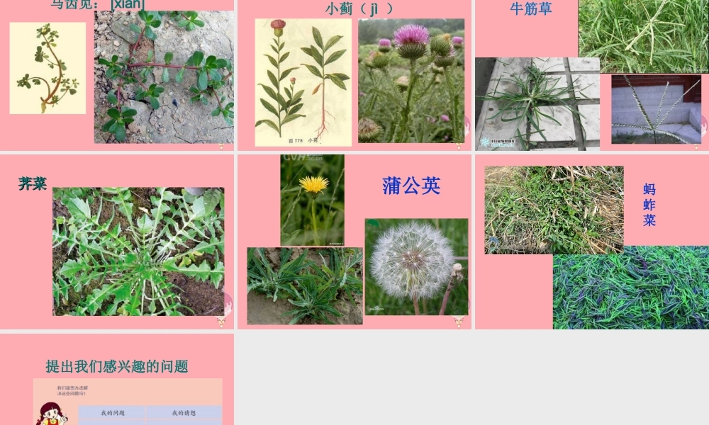 三年级科学上册 1.3 我们周围的动植物课件3 青岛版五四制-青岛版小学三年级上册自然科学课件