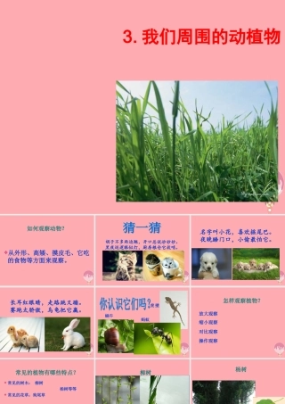 三年级科学上册 1.3 我们周围的动植物课件3 青岛版五四制-青岛版小学三年级上册自然科学课件