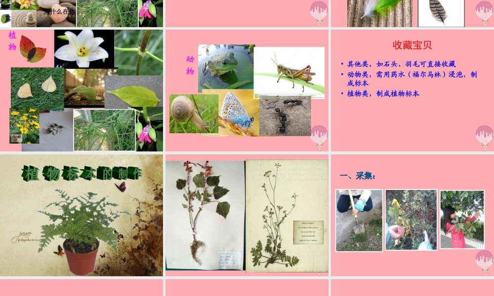 三年级科学上册 1.3 整理百宝箱课件3 湘教版-湘教版小学三年级上册自然科学课件