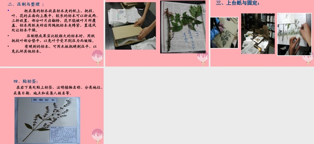 三年级科学上册 1.3 整理百宝箱课件3 湘教版-湘教版小学三年级上册自然科学课件