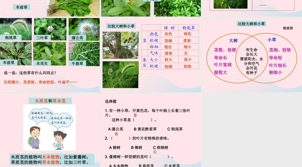 三年级科学上册 1.3《大树和小草》课件（1） 教科版-教科版小学三年级上册自然科学课件