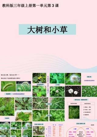 三年级科学上册 1.3《大树和小草》课件（1） 教科版-教科版小学三年级上册自然科学课件