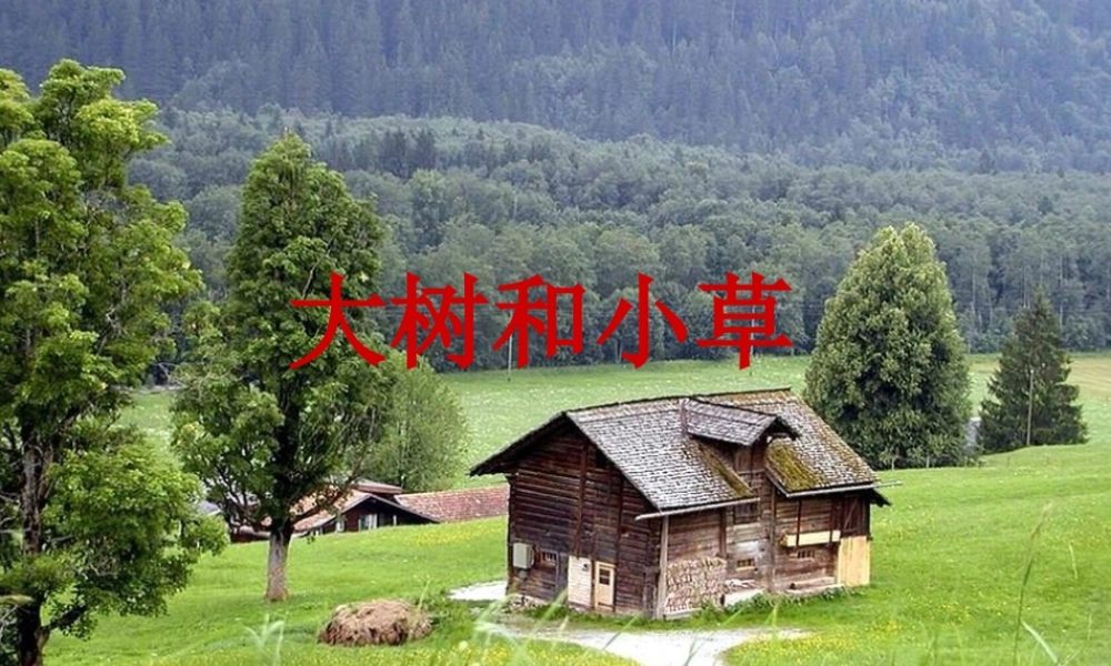 三年级科学上册 1.3《大树和小草》课件（2） 教科版-教科版小学三年级上册自然科学课件