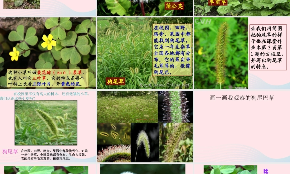 三年级科学上册 1.3《大树和小草》课件（2） 教科版-教科版小学三年级上册自然科学课件
