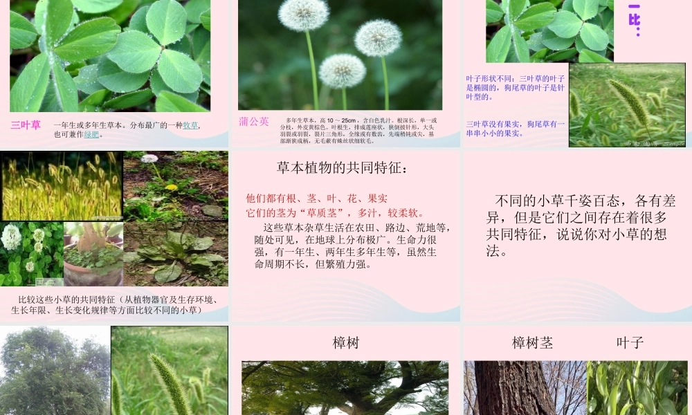 三年级科学上册 1.3《大树和小草》课件（2） 教科版-教科版小学三年级上册自然科学课件