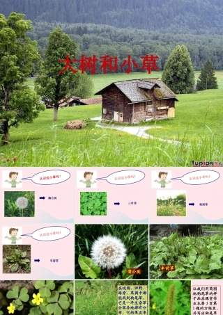 三年级科学上册 1.3《大树和小草》课件（2） 教科版-教科版小学三年级上册自然科学课件