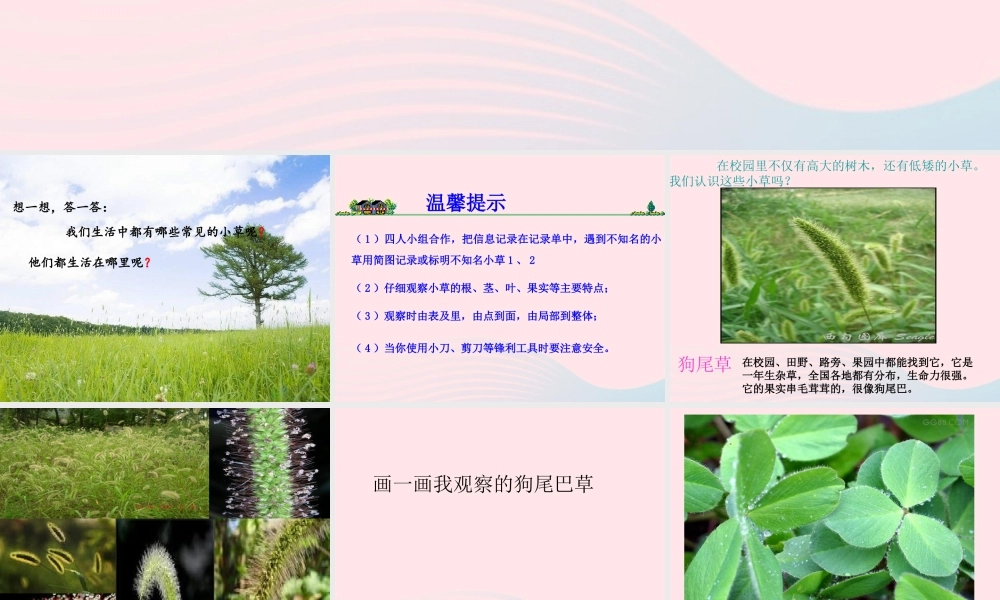 三年级科学上册 1.3《大树和小草》课件（3） 教科版-教科版小学三年级上册自然科学课件