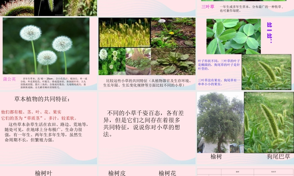 三年级科学上册 1.3《大树和小草》课件（3） 教科版-教科版小学三年级上册自然科学课件