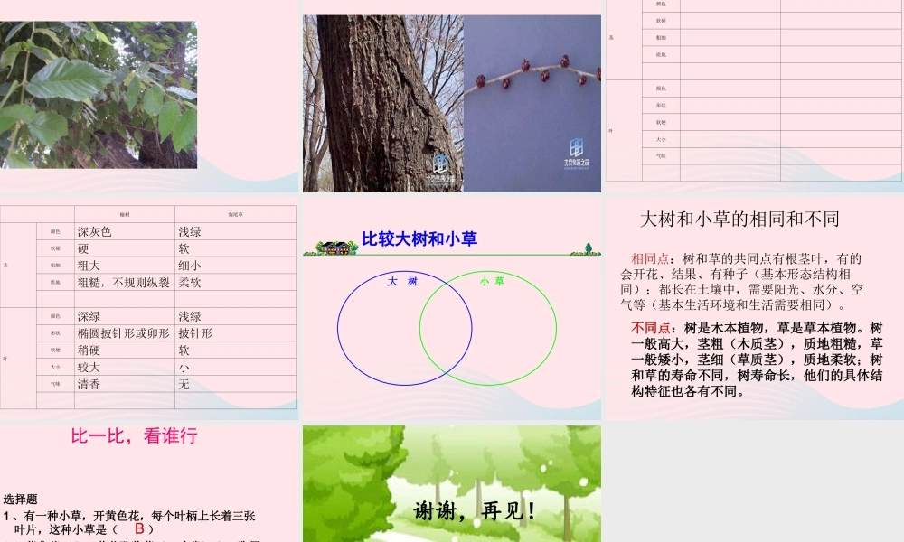 三年级科学上册 1.3《大树和小草》课件（3） 教科版-教科版小学三年级上册自然科学课件