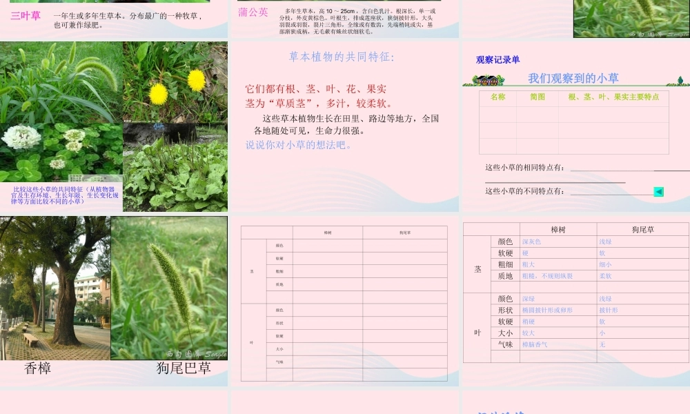 三年级科学上册 1.3《大树和小草》课件（4） 教科版-教科版小学三年级上册自然科学课件