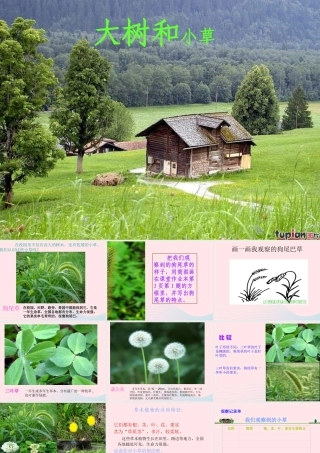 三年级科学上册 1.3《大树和小草》课件（4） 教科版-教科版小学三年级上册自然科学课件