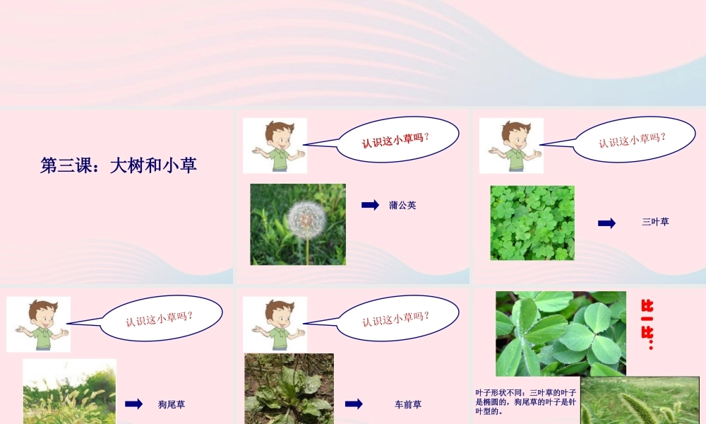 三年级科学上册 1.3《大树和小草》课件（5） 教科版-教科版小学三年级上册自然科学课件