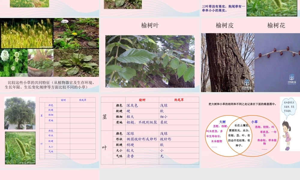 三年级科学上册 1.3《大树和小草》课件（5） 教科版-教科版小学三年级上册自然科学课件