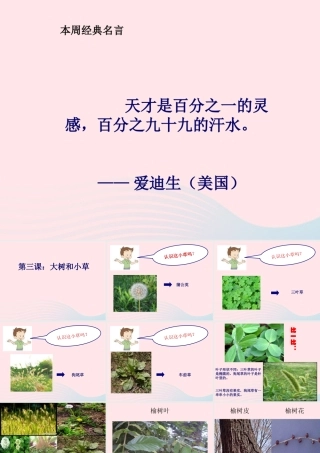 三年级科学上册 1.3《大树和小草》课件（5） 教科版-教科版小学三年级上册自然科学课件