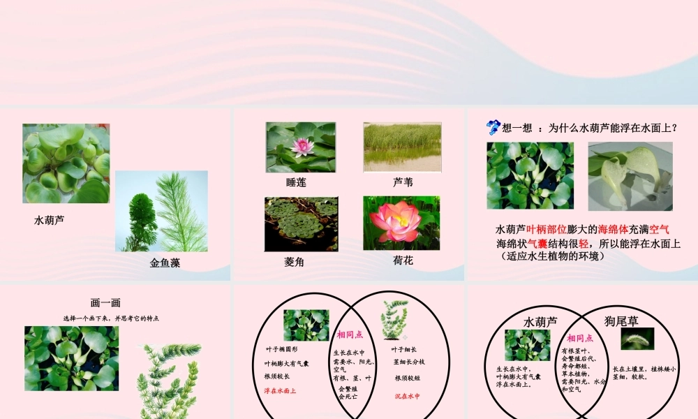 三年级科学上册 1.4《水生植物》课件（1） 教科版-教科版小学三年级上册自然科学课件