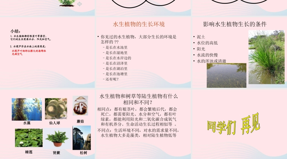 三年级科学上册 1.4《水生植物》课件（1） 教科版-教科版小学三年级上册自然科学课件