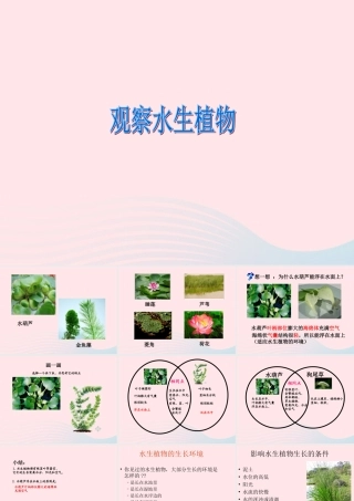 三年级科学上册 1.4《水生植物》课件（1） 教科版-教科版小学三年级上册自然科学课件