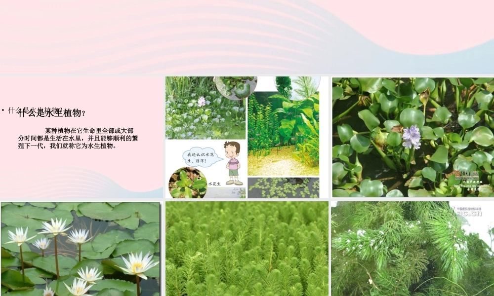 三年级科学上册 1.4《水生植物》课件（2） 教科版-教科版小学三年级上册自然科学课件