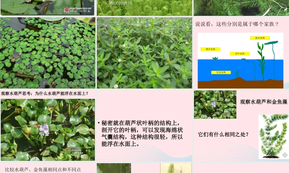 三年级科学上册 1.4《水生植物》课件（2） 教科版-教科版小学三年级上册自然科学课件