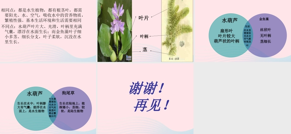 三年级科学上册 1.4《水生植物》课件（2） 教科版-教科版小学三年级上册自然科学课件