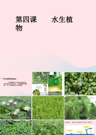 三年级科学上册 1.4《水生植物》课件（2） 教科版-教科版小学三年级上册自然科学课件