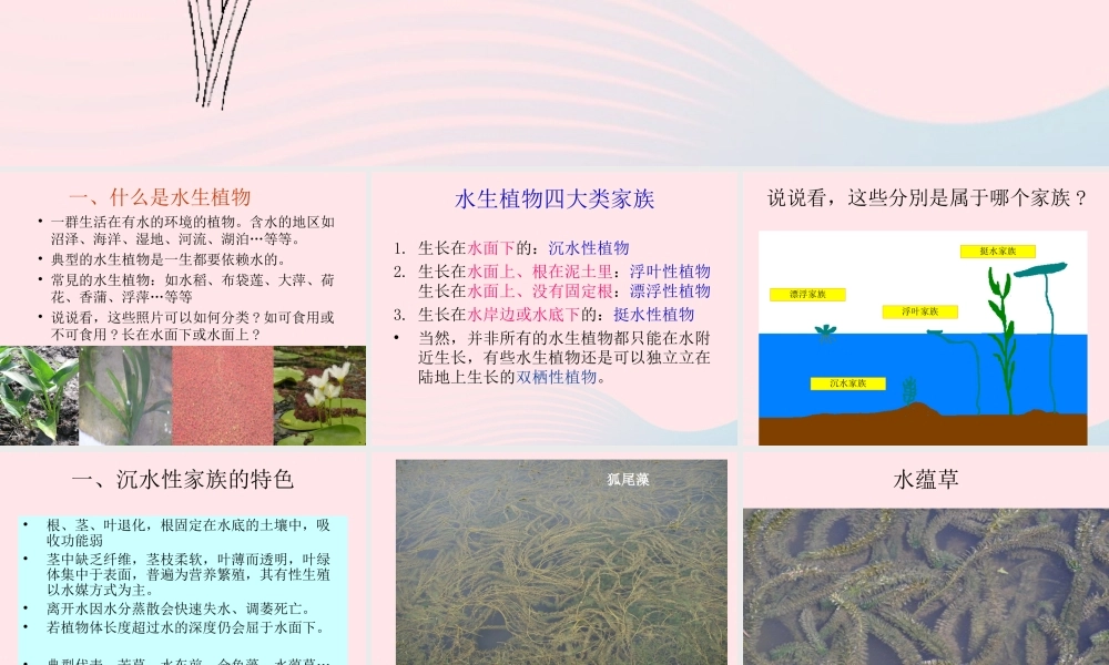三年级科学上册 1.4《水生植物》课件（3） 教科版-教科版小学三年级上册自然科学课件