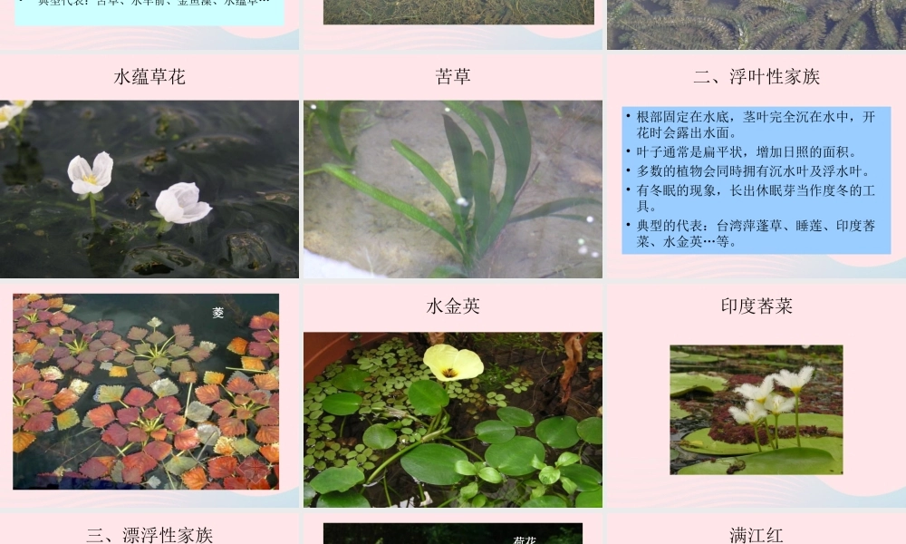 三年级科学上册 1.4《水生植物》课件（3） 教科版-教科版小学三年级上册自然科学课件