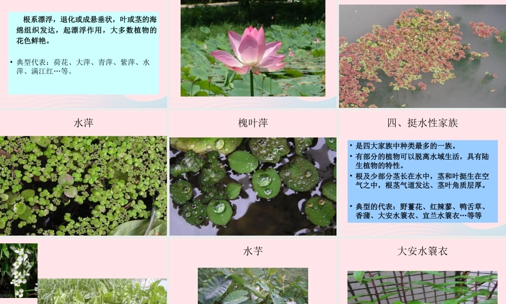 三年级科学上册 1.4《水生植物》课件（3） 教科版-教科版小学三年级上册自然科学课件