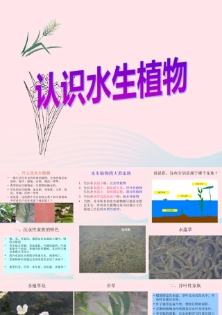 三年级科学上册 1.4《水生植物》课件（3） 教科版-教科版小学三年级上册自然科学课件
