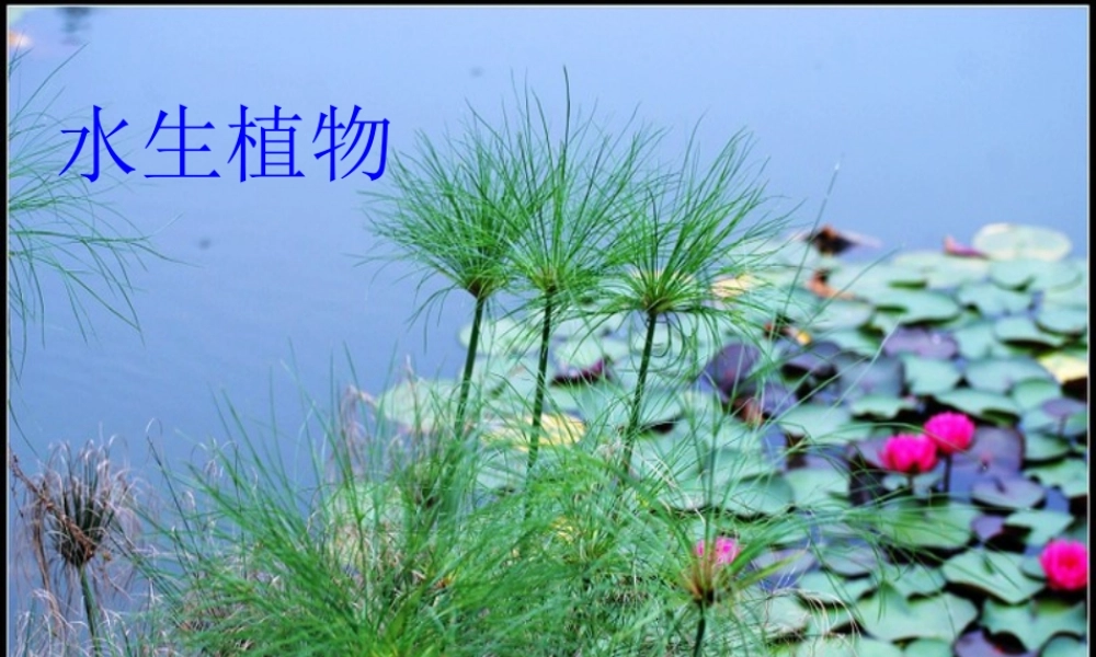 三年级科学上册 1.4《水生植物》课件（4） 教科版-教科版小学三年级上册自然科学课件