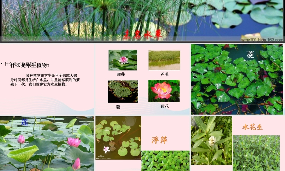 三年级科学上册 1.4《水生植物》课件（4） 教科版-教科版小学三年级上册自然科学课件