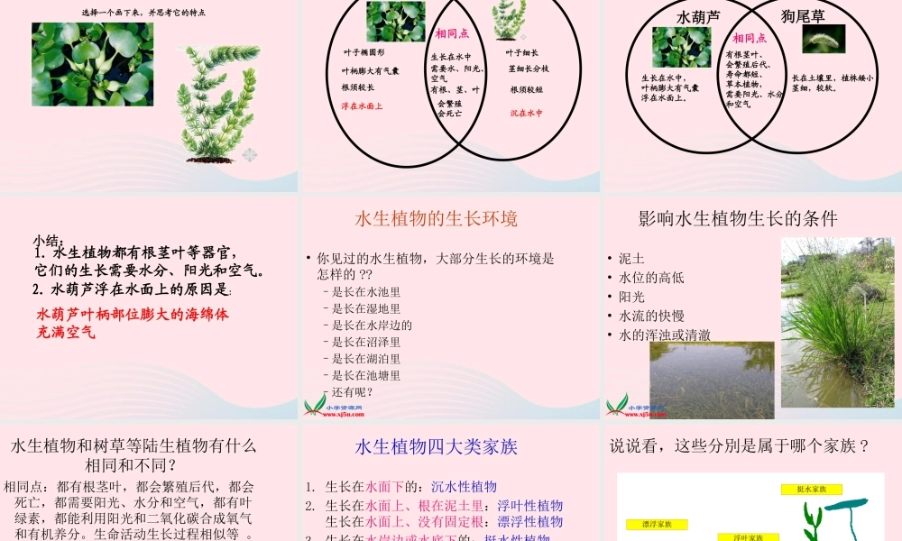 三年级科学上册 1.4《水生植物》课件（4） 教科版-教科版小学三年级上册自然科学课件
