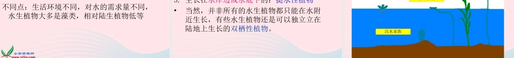 三年级科学上册 1.4《水生植物》课件（4） 教科版-教科版小学三年级上册自然科学课件