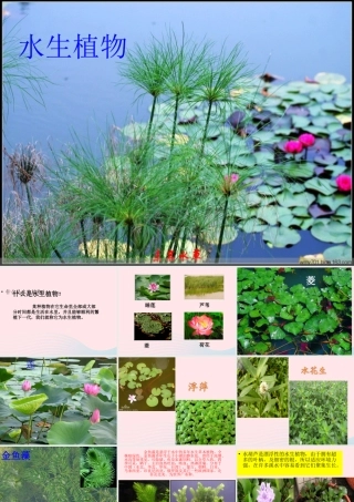 三年级科学上册 1.4《水生植物》课件（4） 教科版-教科版小学三年级上册自然科学课件