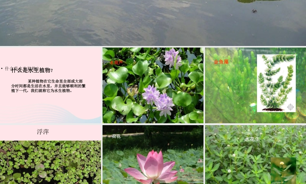 三年级科学上册 1.4《水生植物》课件（5） 教科版-教科版小学三年级上册自然科学课件