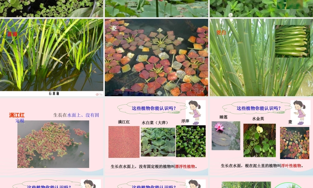 三年级科学上册 1.4《水生植物》课件（5） 教科版-教科版小学三年级上册自然科学课件