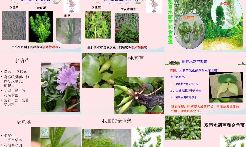 三年级科学上册 1.4《水生植物》课件（5） 教科版-教科版小学三年级上册自然科学课件