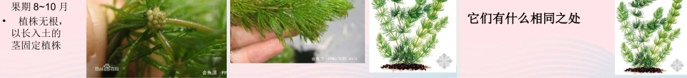 三年级科学上册 1.4《水生植物》课件（5） 教科版-教科版小学三年级上册自然科学课件