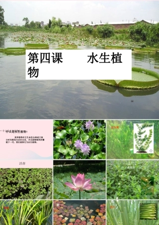 三年级科学上册 1.4《水生植物》课件（5） 教科版-教科版小学三年级上册自然科学课件