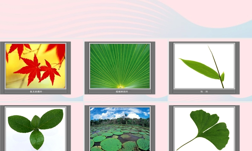 三年级科学上册 1.5《植物的叶》课件（1） 教科版-教科版小学三年级上册自然科学课件