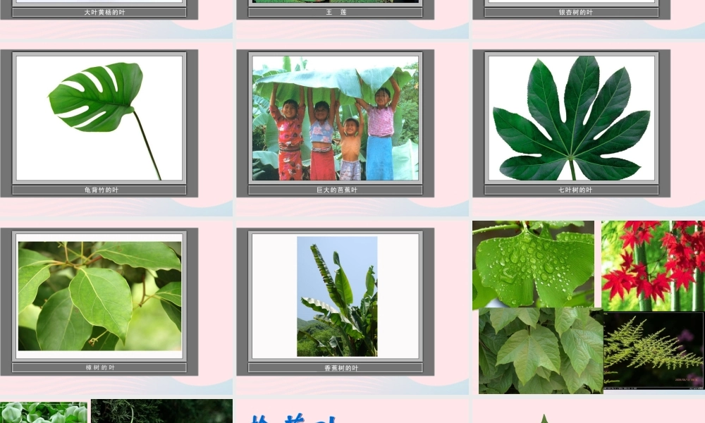 三年级科学上册 1.5《植物的叶》课件（1） 教科版-教科版小学三年级上册自然科学课件