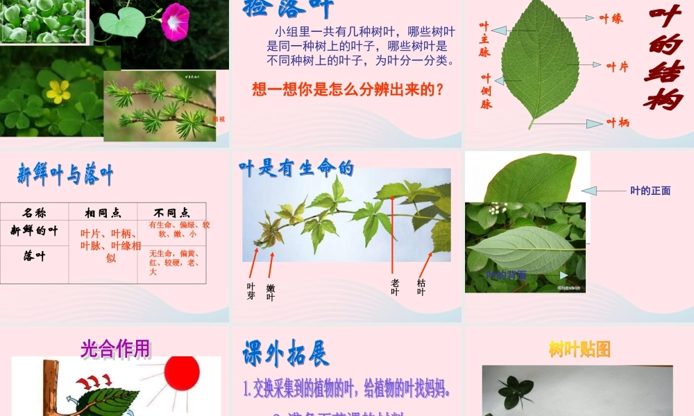 三年级科学上册 1.5《植物的叶》课件（1） 教科版-教科版小学三年级上册自然科学课件