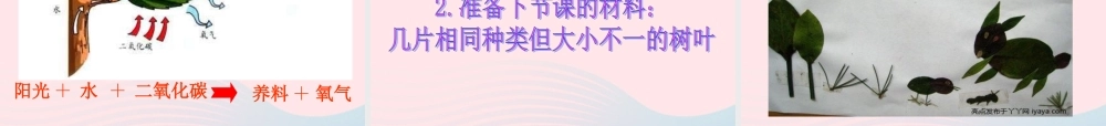 三年级科学上册 1.5《植物的叶》课件（1） 教科版-教科版小学三年级上册自然科学课件