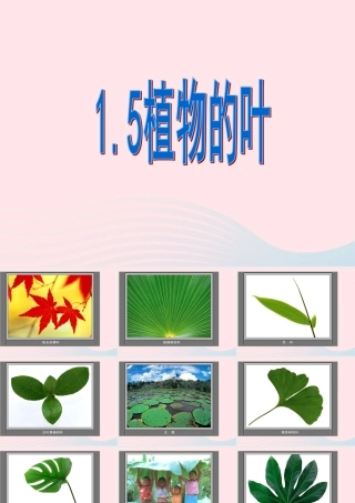 三年级科学上册 1.5《植物的叶》课件（1） 教科版-教科版小学三年级上册自然科学课件