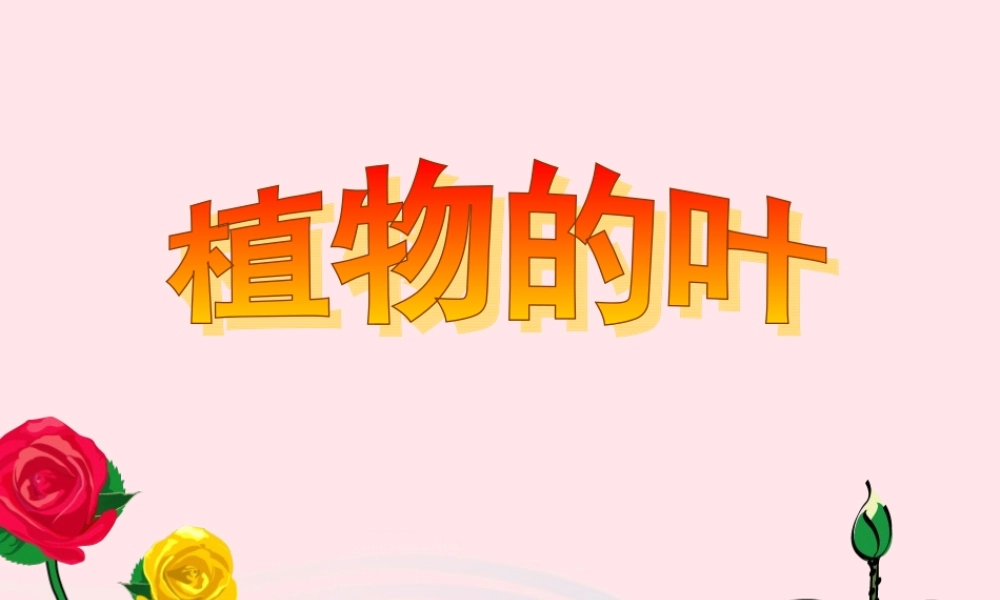 三年级科学上册 1.5《植物的叶》课件（2） 教科版-教科版小学三年级上册自然科学课件