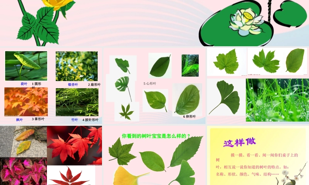 三年级科学上册 1.5《植物的叶》课件（2） 教科版-教科版小学三年级上册自然科学课件