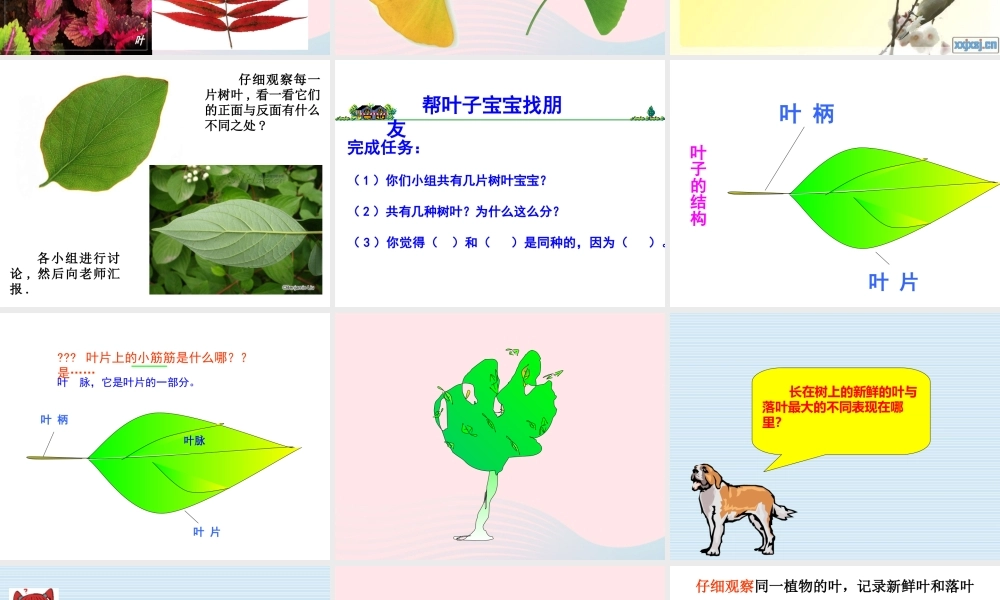 三年级科学上册 1.5《植物的叶》课件（2） 教科版-教科版小学三年级上册自然科学课件