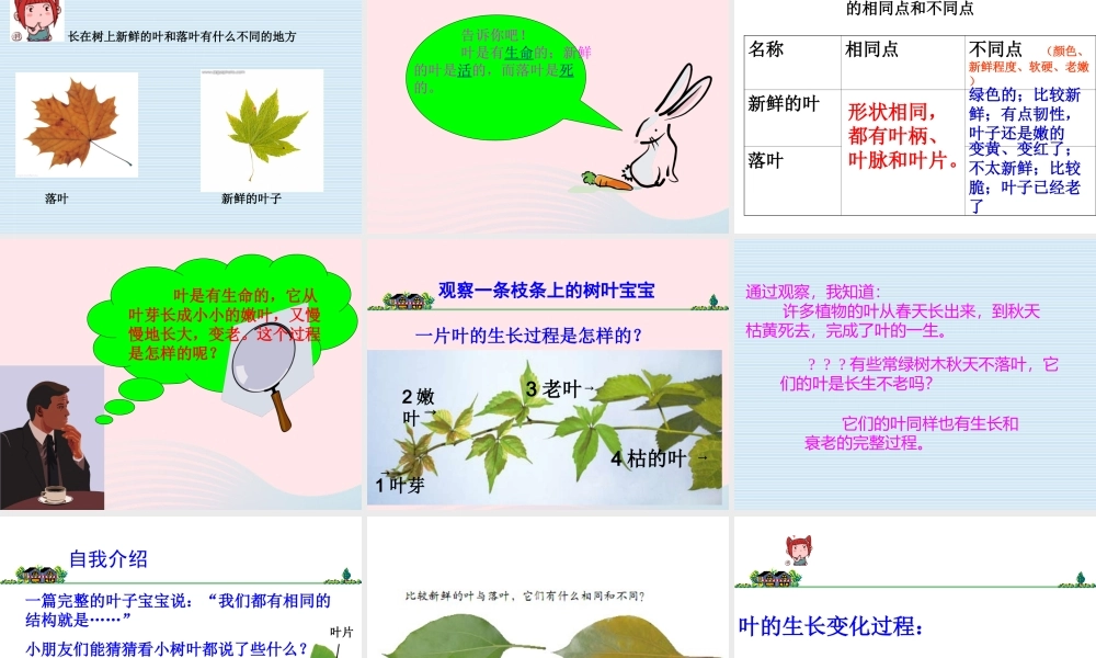 三年级科学上册 1.5《植物的叶》课件（2） 教科版-教科版小学三年级上册自然科学课件